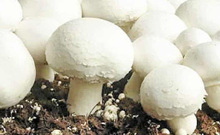 Vitamin D mushrooms will soon be available Australia-wide. Vitamin D mushrooms will soon be available Australia-wide.